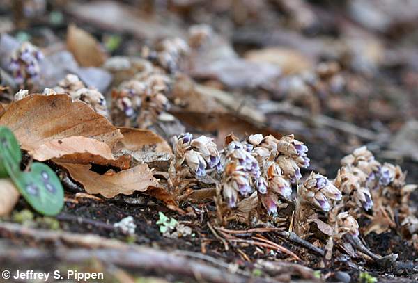 Appalachian Pygmy Pipes, Sweet Pinesap (Monotropsis odorata)