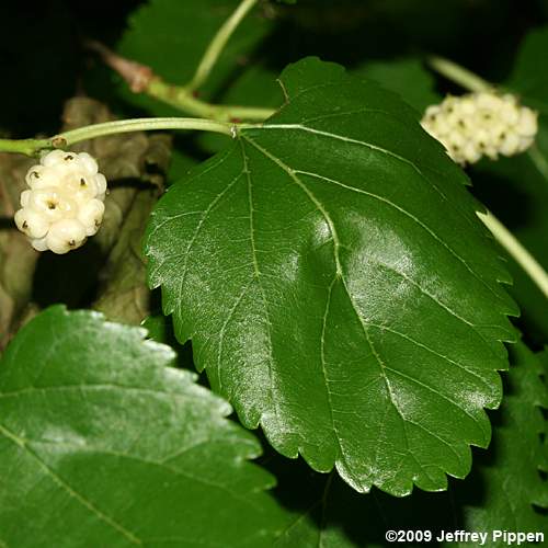 White Mulberry (Morus alba)