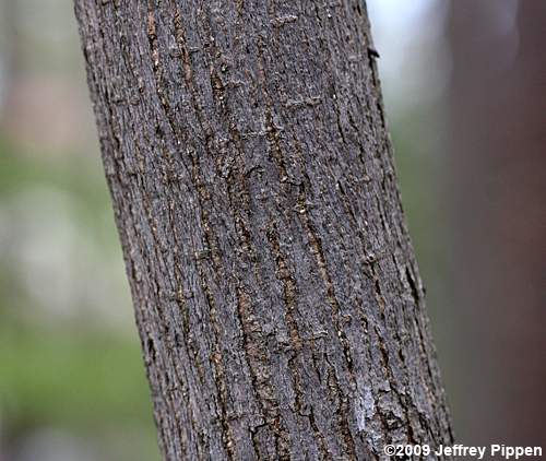 Red Mulberry (Morus rubra)
