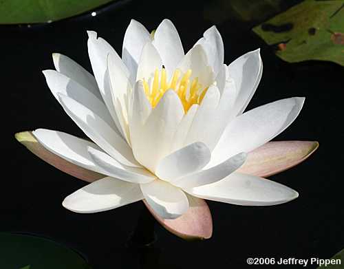 Nymphaea odorata (White Water Lily)