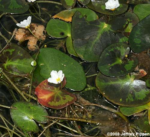 Little Floating Heart (Nymphoides cordata)