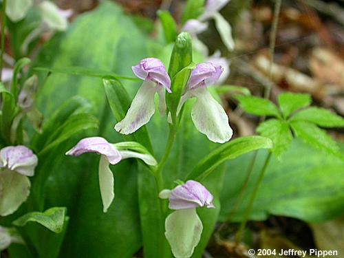 Showy Orchis (Orchis spectabilis)
