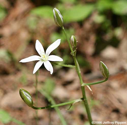 Star of Bethlehem (Ornithogalum umbellatum)