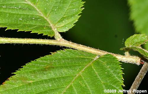 American Hophornbeam (Ostrya virginiana)