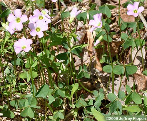 pink wood sorrel (Oxalis sp.)