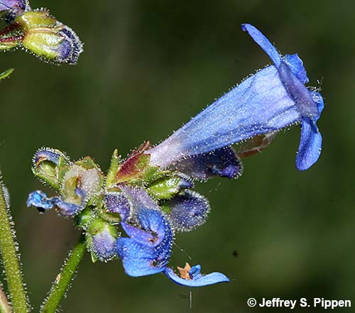 Wilcox's Beardtongue, Wilcox's Penstemon (Penstemon wilcoxii)
