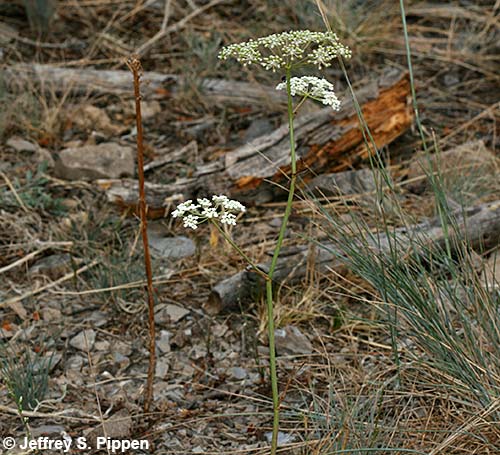 Gardner's Yampah (Perideridia gairdneri)