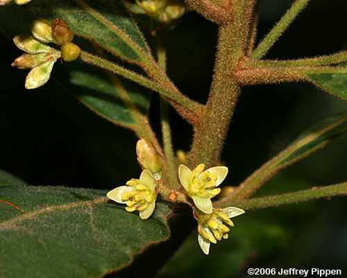 Swamp Bay (Persea palustris)
