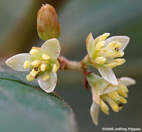 Swamp Bay (Persea palustris)