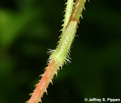 Halberdleaf Tearthumb (Persicaria arifolia, Polygonum arifolium)
