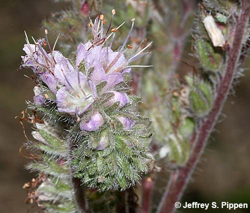 Silverleaf Scorpionweed, Silverleaf Phacelia (Phacelia hastata)