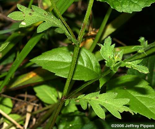 Miami Mist (Phacelia purshii)