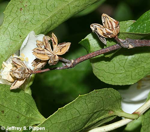 Lewis' Mock Orange (Philadelphus lewisii)