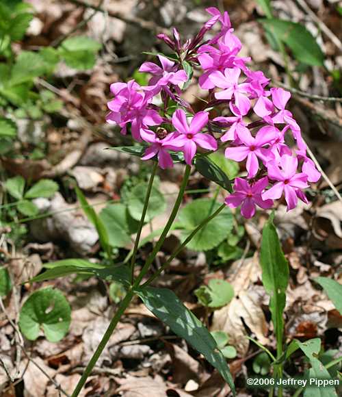 Smooth Phlox (Phlox glaberrima)