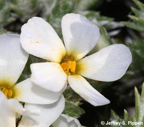 Spiny Phlox, Carpet Phlox (Phlox hoodii)