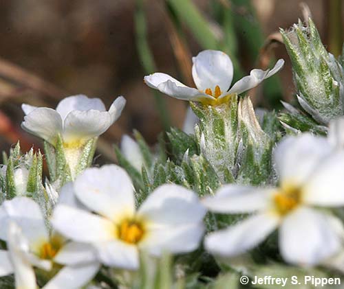 Spiny Phlox, Carpet Phlox (Phlox hoodii)