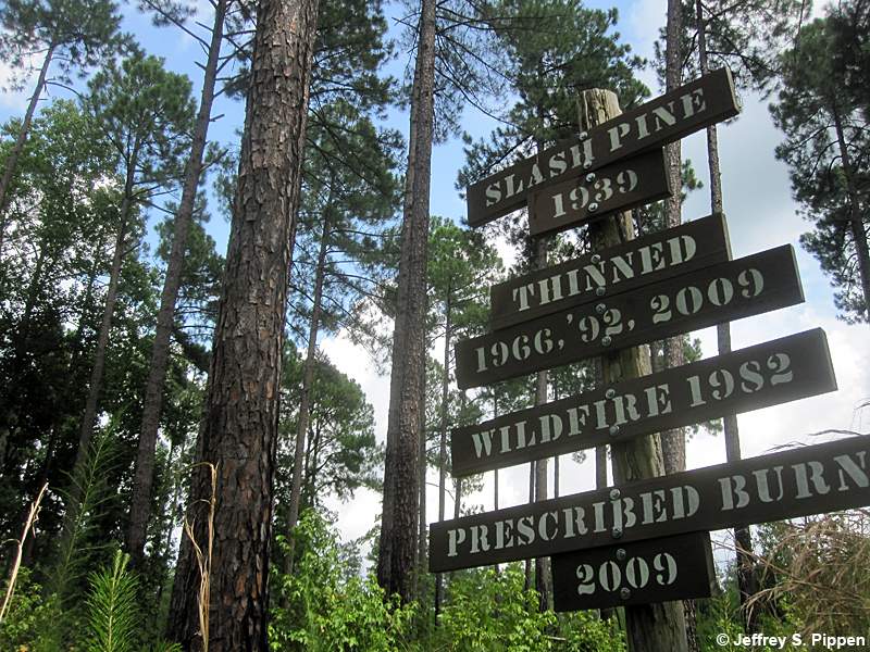 Slash Pine (Pinus elliottii)