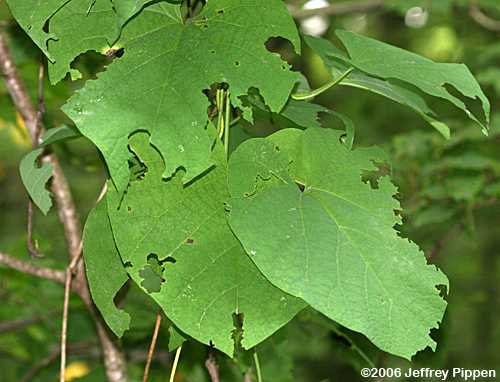 Pipevine (Aristolochia macrophylla)