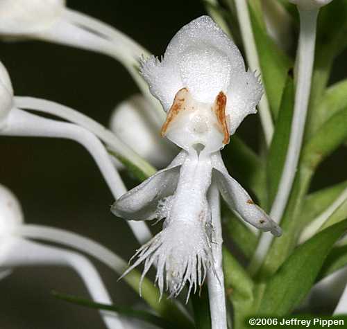 White Fringed Orchid (Platanthera blephariglottis)