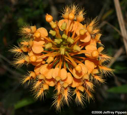 Yellow Fringed Orchid (Platanthera ciliaris)