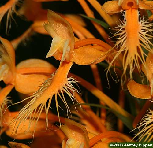 Yellow Fringed Orchid (Platanthera ciliaris)