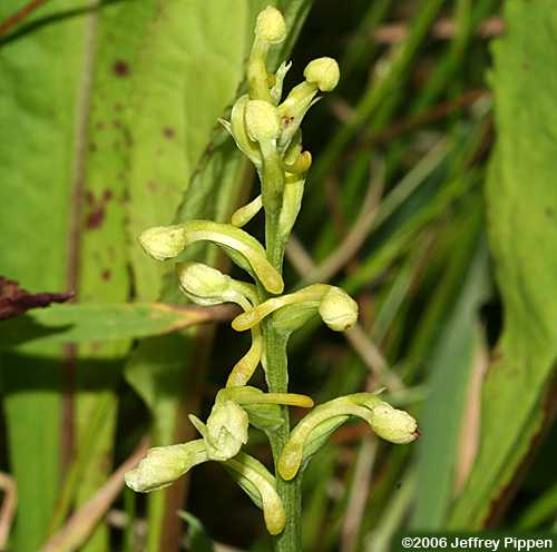 Small Green Wood Orchid (Platanthera clavellata)