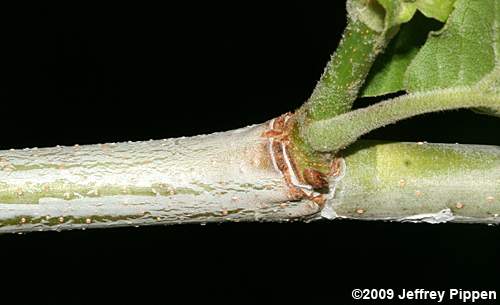 American Sycamore, Plane-tree (Platanus occidentalis var. occidentalis)