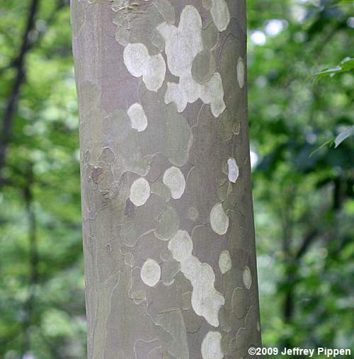 American Sycamore, Plane-tree (Platanus occidentalis var. occidentalis)