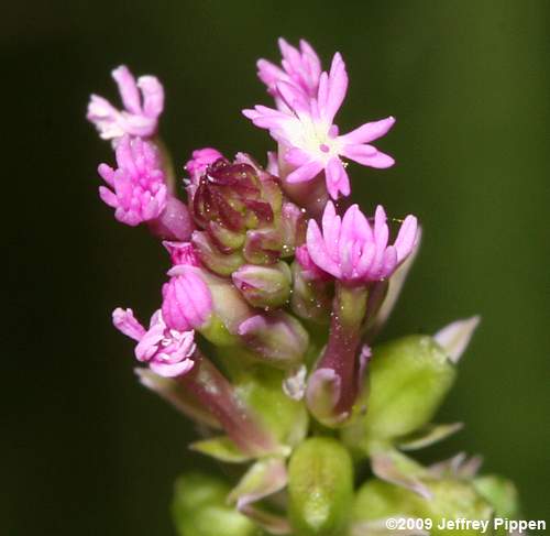 Pink Milkwort, Processionflower (Polygala incarnata)