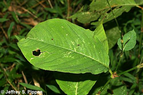Jumpseed (Persicaria virginiana, Polygonum virginianum)