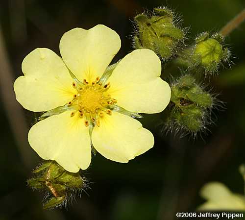 Sulphur Cinquefoil, Sulphur Five-Fingers, Rough-fruited Cinquefoil (Potentilla recta)