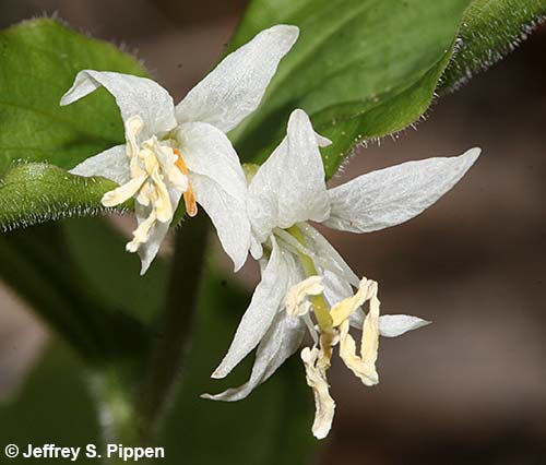Roughfruit Fairybells (Prosartes trachycarpa)
