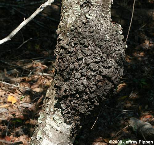 Black Cherry (Prunus serotina)