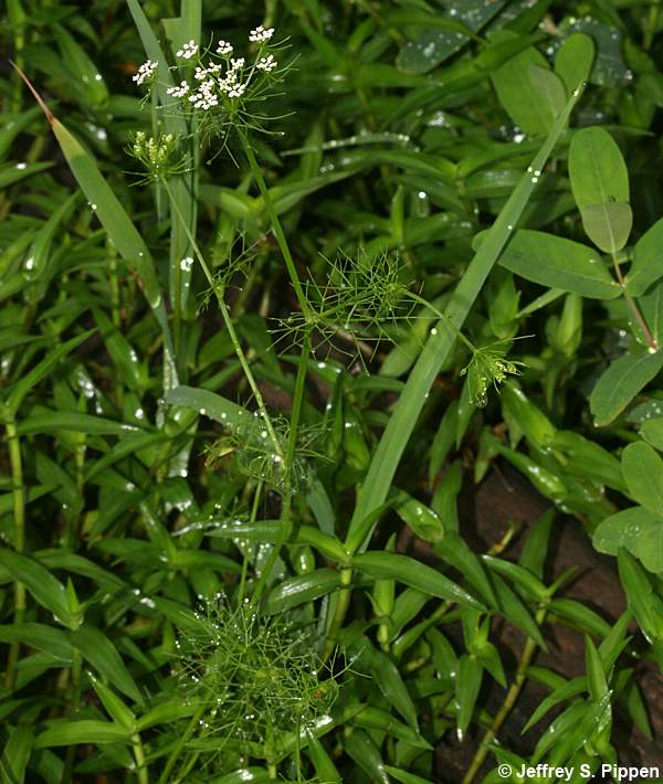 Herbwilliam, Mock Bishopsweed (Ptilimnium capillaceum)