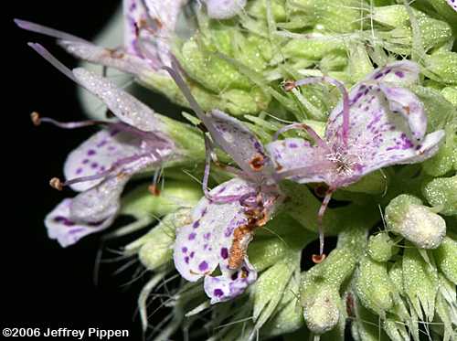 Southern Mountain Mint (Pycnanthemum pycnanthemoides)