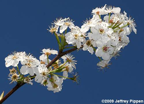Callery Pear (Pyrus calleryana)