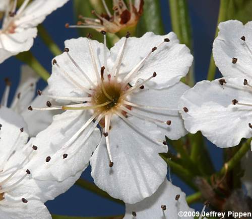 Callery Pear (Pyrus calleryana)