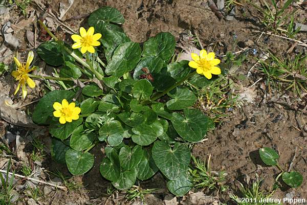 Fig Buttercup, Lesser Celandine (Ranunculus ficaria)
