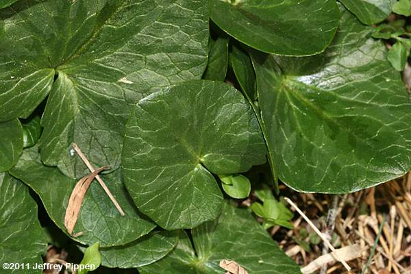 Fig Buttercup, Lesser Celandine (Ranunculus ficaria)