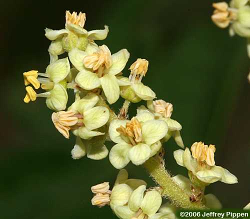 Winged Sumac (Rhus copallinum)