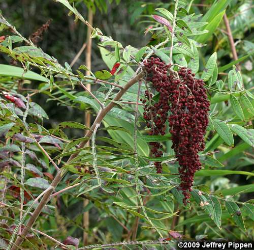 Winged Sumac (Rhus copallinum)