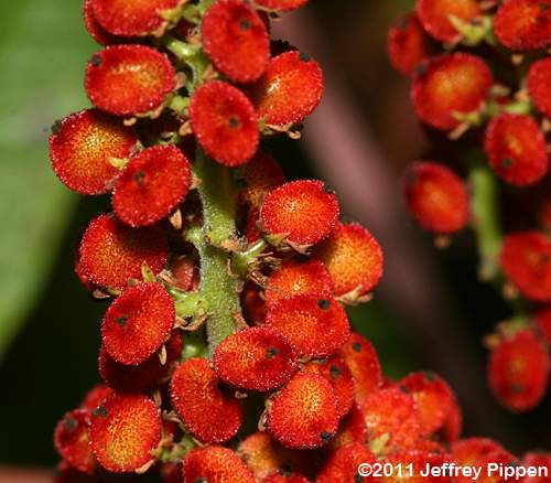 Smooth Sumac (Rhus glabra)