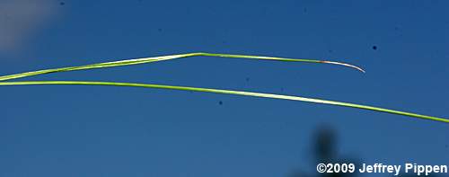 Pale Beaksedge (Rhynchospora pallida)