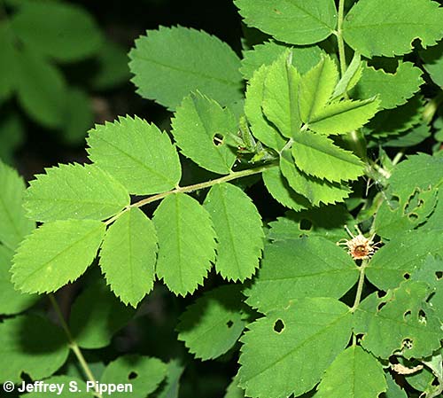 Woods' Rose (Rosa woodsii)