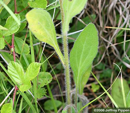 Black-eyed Susan (Rudbeckia hirta)