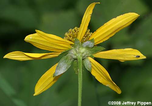 Cutleaf Coneflower (Rudbeckia laciniata)