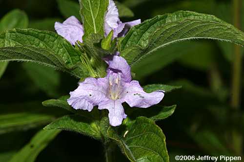 Carolina Wild-petunia (Ruellia caroliniensis)