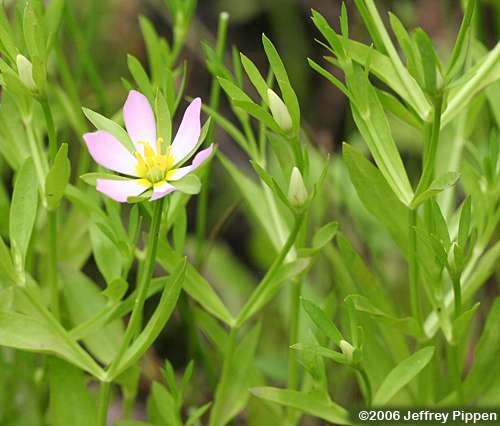 Coastal Rose Gentian, Leafy Marsh Pink (Sabatia calycina)