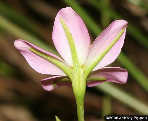 Rose of Plymouth, Salt-marsh Pink, Annual Sea-pink (Sabatia stellaris)