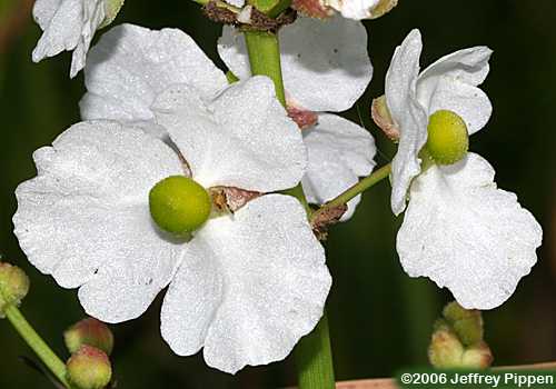 Bulltongue Arrowhead, Duck Potato (Sagittaria lancifolia)